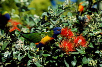 Rainbow lorikeet feeds on nectar, Australia