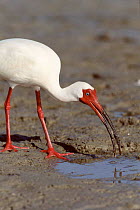 White ibis feeding on crabs, Florida, USA
