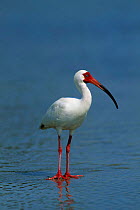 White ibis portrait (Eudocimus albus) Florida, USA
