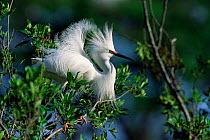 Snowy egret breeding display (Egretta thula) Florida, USA.