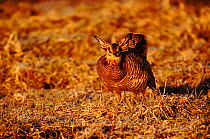 Male Prairie chicken (Tympanuchus cupido) displaying. Buena Vista Marsh, Wisconsin, USA