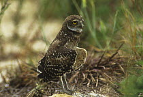 Burrowing owl (Athena cunicularia) with wings open for cooling down, Florida, USA