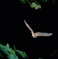Natterer's bat in flight (Myotis nattereri) Germany