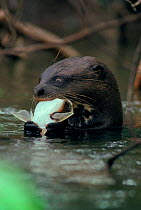 Giant otter eating fish (Pteronura brasiliensis)