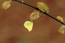 Brimstone butterfly on Pussy willow catkins, UK