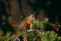 Least chipmunk (Eutamias minimus) amongst pinecones, Yellowstone NP, Wyoming, USA