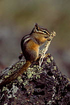 Least chipmunk feeding. (Eutamias minimus) Wyoming, Yellowstone NP. USA.