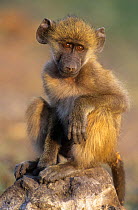 RF- Chacma baboon (Papio ursinus) juvenile portrait. Chobe National Park, Botswana. (This image may be licensed either as rights managed or royalty free.)