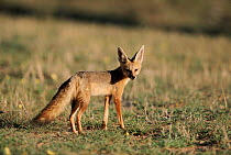 Cape fox, summer. South Africa, Kalahari Gemsbok NP