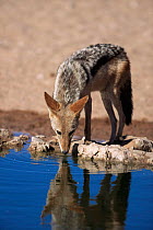 Black backed jackal (Canis mesomelas) drinking at waterhole, Kalahari Gemsbok NP, South Africa