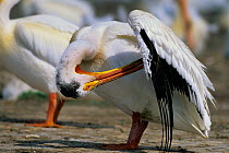 American White Pelican (Pelecanus erythrorhynchos) preening, Montana, USA