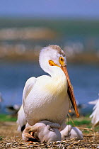 American White Pelican on nest with chick (Pelecanus erythrorhynchos) USA