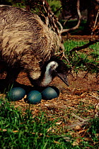 Emu male (Dromaius novaehollandiae) at nest with eggs, Australia