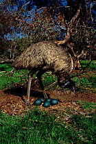 Emu (Dromaius novaehollandiae) male at nest with eggs - on free range farm in Australia Perth. Natural habitat though animal is captive.
