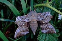 Polpar hawk moth portrait, UK