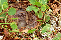 Shore lark eggs in nest (Eremophila alpestris) St Mary Island, Canada