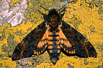 Deaths head hawk moth, Germany
