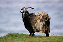 Feral goat (Capra hircus) Scotland