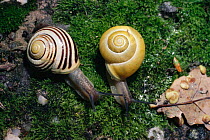 White lipped snails on moss (Cepaea hortensis) showing variation in shell markings within the species, UK.