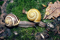 White lipped snails on moss (Cepaea hortensis) showing variation in pattern on shell within the species, UK.