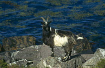 Feral goat {Capra hircus} Little Loch Broom, Scotland