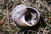 Pointed snails (Cochlicella acuta) roosting inside empty shell of Common snail (Helix aspersa) UK