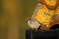 Common (House) sparrow male perched on roof edge, England, Europe