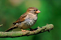Common (House) sparrow female in spring, England, UK