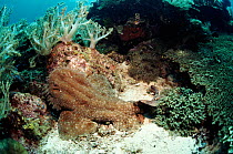 Tassled wobbegon fish on coral reef. Indo-Pacific