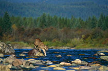 Puma crossing river {Felis concolor} captive, USA