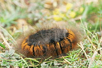 Coiled caterpillar larva of Fox moth (Macrothylacia rubi) Scotland, UK