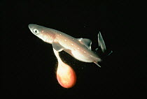Premature Great blue shark {Prionace glauca} with egg sac, New England, USA.