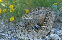 Western diamondback rattlesnake in defensive posture (Crotalus atrox) USA