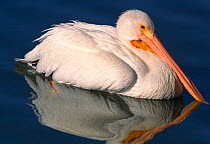 American white pelican on water, Florida, USA