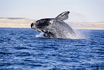 Southern right whale breaching (Balaena glacialis australis) Patagonia Argentina