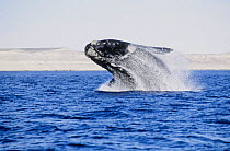 Southern right whale breaching (Balaena glacialis australis) Patagonia Argentina