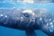 Southern right whale (Balaena glacialis australis)  close-up underwarer, Patagonia, Argentina
