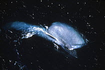 Blue whale (Balaenoptera musculus) feeding at surface, throat pouch expanded, Pacific