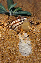 Dune snail laying eggs in sand (Eobania vermiculata) Arenales del Sol, Alicante, Spain