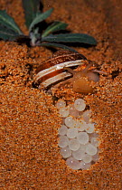 Dune snail (Eobania vermiculata) laying eggs in sand. Arenales del Sol, Alicante, Spain