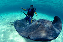 Diver with Southern stingray (Dasyatis americana) Caribbean Model released.