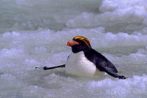 Macaroni penguin (Eudyptes chrysolophus) in ice Antarctic, South Sandwich Islands