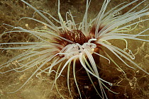 Tube anemone, Mediterranean Sea