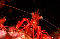 Shrimp - active at night Phillippines, Pacific Ocean