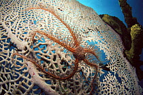 Brittlestar on fan coral,  Caribbean