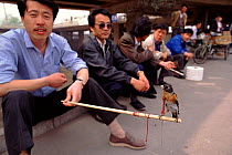 Man with pet Brambling. Beijing, China