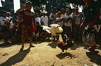 Cock {Gallus gallus domesticus} fighting, Bali, Indonesia