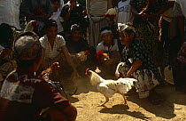 Cock {Gallus gallus domesticus} fighting, Bali, Indonesia