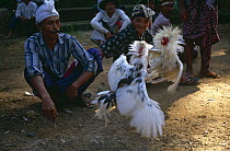 Man watching cock {Gallus gallus domesticus} fighting, Bali, Indonesia