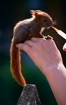 Young Red squirrel (Sciurus vulgaris) being hand fed by child with syringe, Poland, Captive